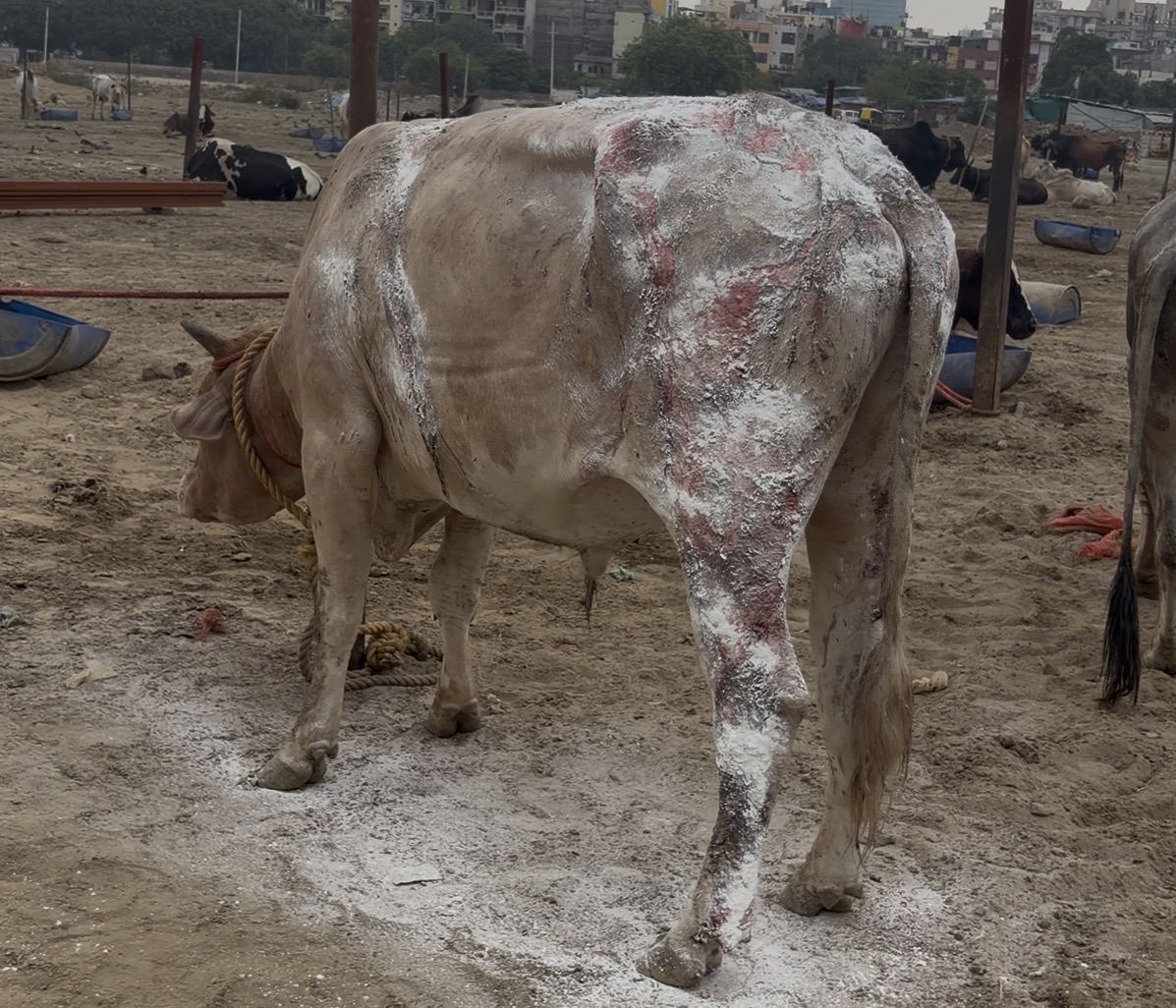 Sawan's wound treatment